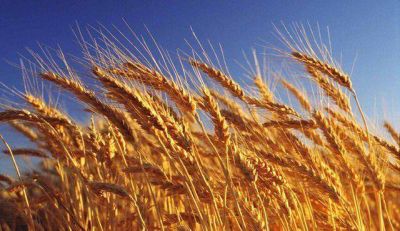La Rural sobre el Trigo: �La realidad que no se quiere ver�