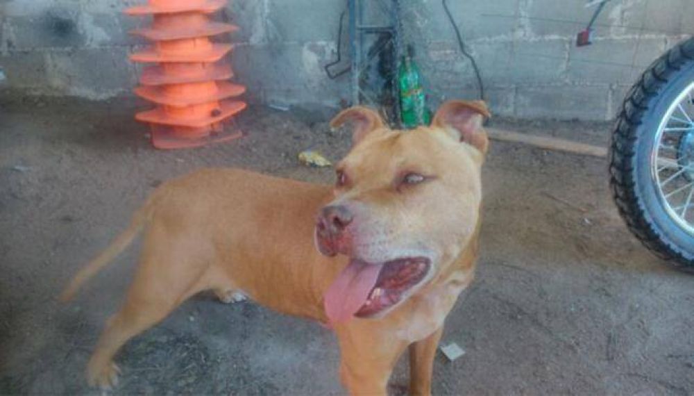 Liberaron a los tres detenidos por el perro abusado en Tanti