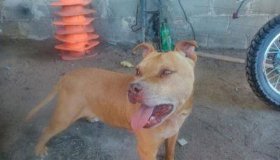 Liberaron a los tres detenidos por el perro abusado en Tanti