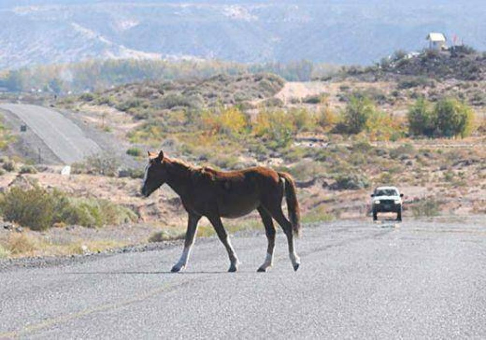 El peligro de los animales sueltos en la ruta