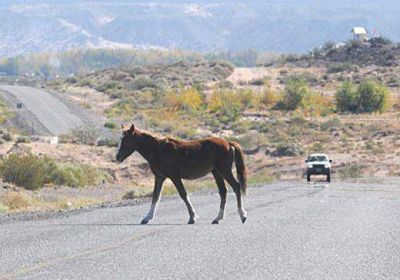 El peligro de los animales sueltos en la ruta
