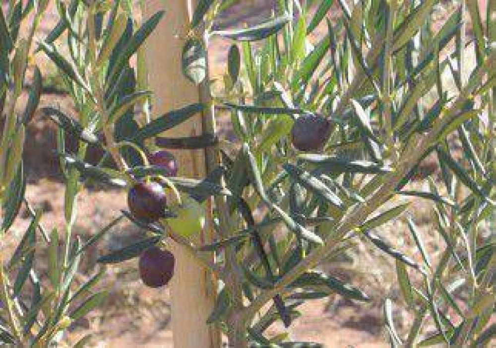 La oliva, una opci�n productiva en Rinc�n 
