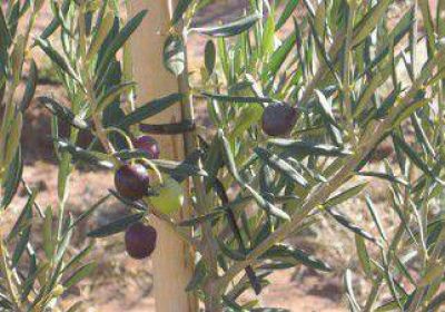 La oliva, una opci�n productiva en Rinc�n 