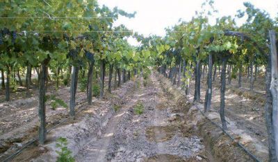Vi�ateros piden al INV que prohiba la plantaci�n de nuevos vi�edos