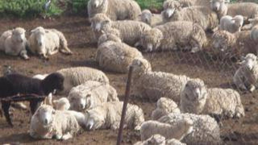 Recuperaron ovejas en un campo de Ancasti