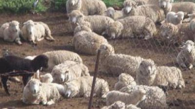 Recuperaron ovejas en un campo de Ancasti
