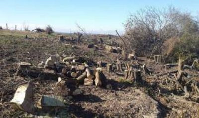 Pol�mica en Ramallo: Denuncian que empresa tala bosques para instalar emprendimiento tur�stico