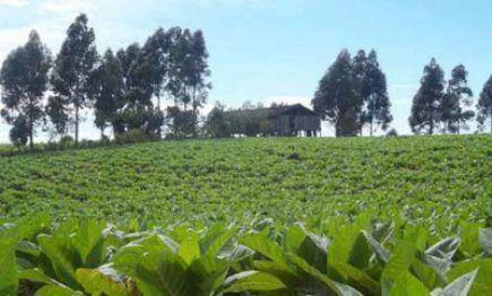 Productores tabacaleros de Pozo Azul solicitaron maquinarias y acceder a programas del APTM