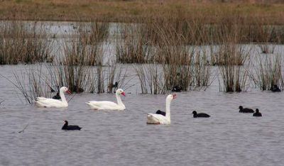 La Reserva Ecol�gica porte�a conserva m�s de 1600 especies