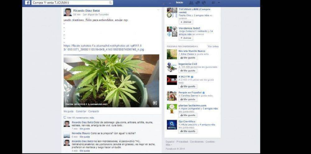 Tucumano intenta vender plantines de marihuana por facebook