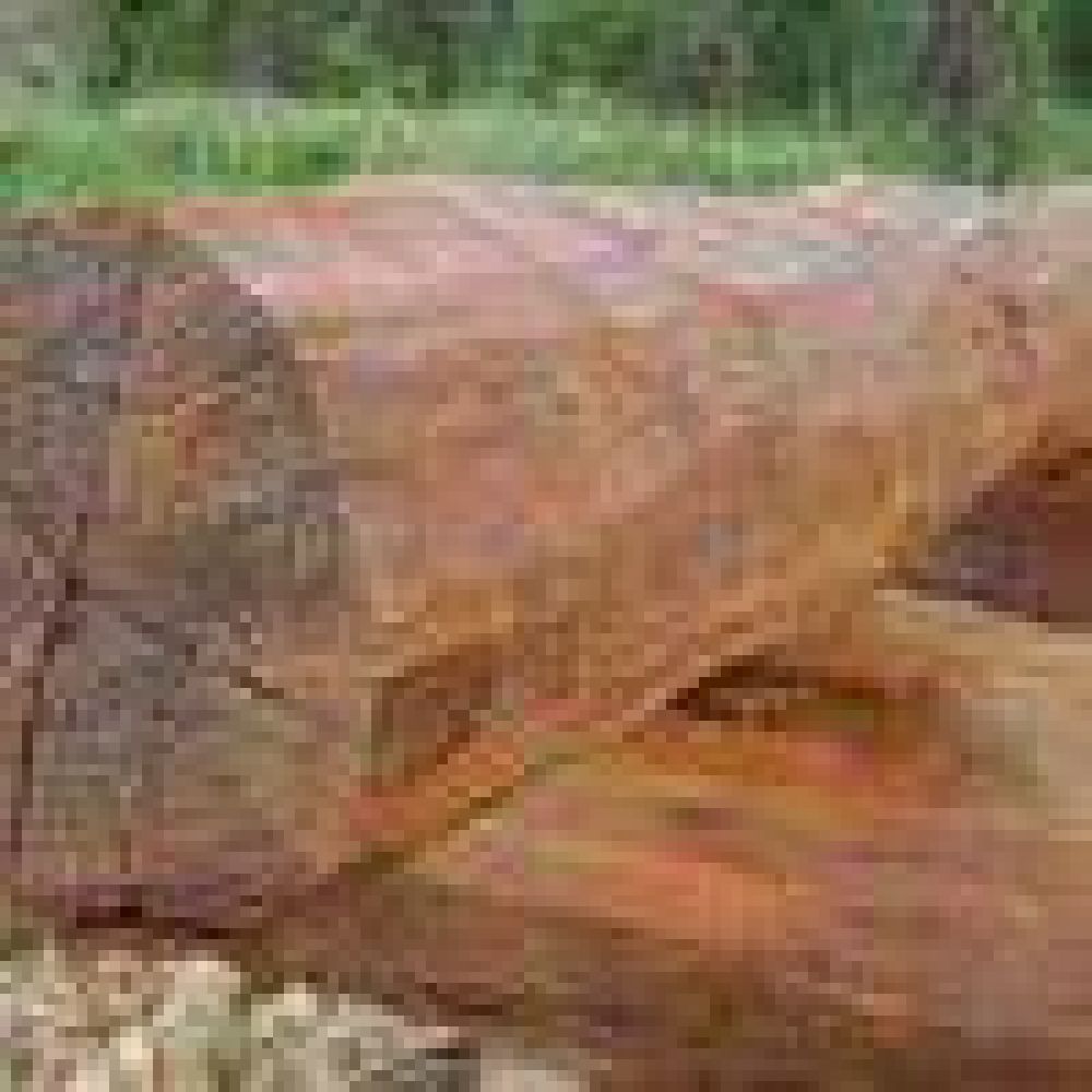 Secuestran 4.000 kilos de madera guaranina y quebracho blanco
