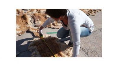 Gendameria incaut� 94 cueros de vicu�as