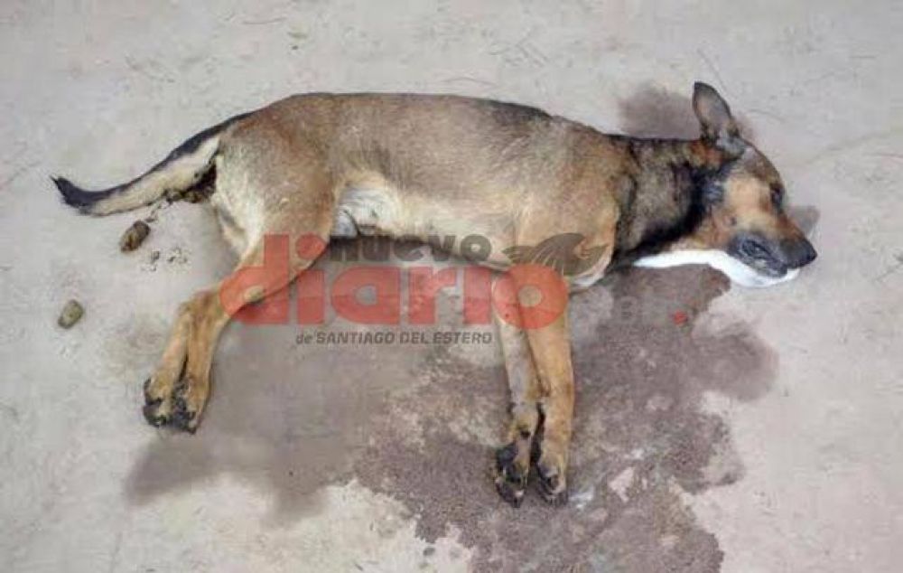Conmoci�n en la ciudad de La Banda por la matanza de perros