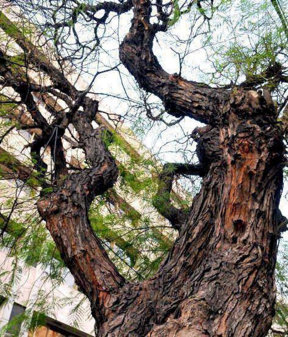 Recomiendan forestar los nuevos barrios con acacias