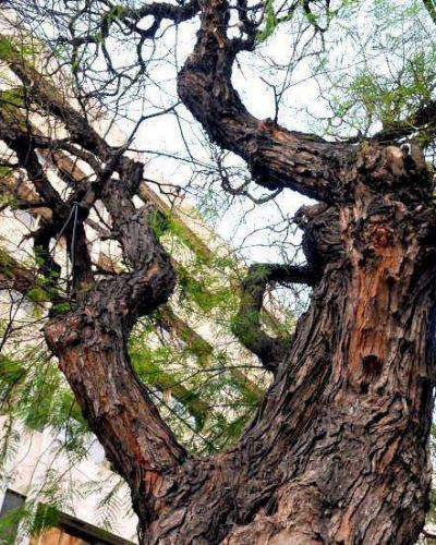 Recomiendan forestar los nuevos barrios con acacias