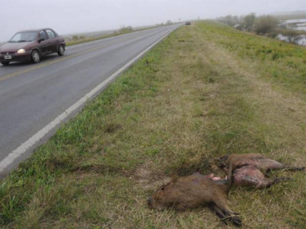 Por la crecida del r�o, los animales silvestres invaden la ruta a Victoria en busca de tierra firme