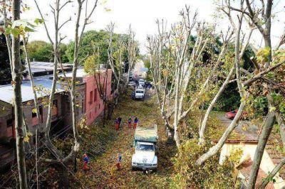 El Plan de Poda 2014 avanza por todo Tigre
