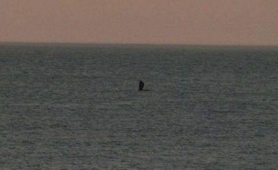 Y un d�a las ballenas pasaron por el Torre�n del Monje...