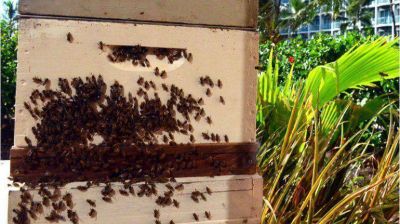 Un lujoso hotel de Hawaii recibe a los hu�spedes con 80 mil abejas