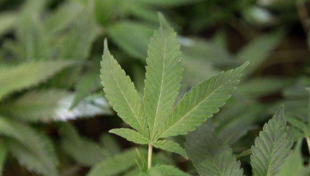 Uruguay quiere producir marihuana en tierras estatales
