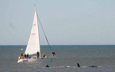 Ballenas: un espect�culo espont�neo que se consolida en el invierno local