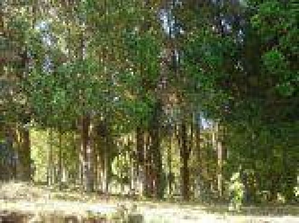 Ley de Bosques: Por no reglamentar la ley; Entre R�os no recibe fondos