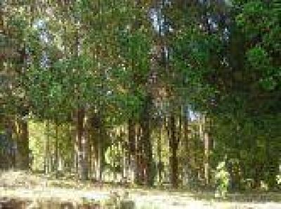 Ley de Bosques: Por no reglamentar la ley; Entre R�os no recibe fondos