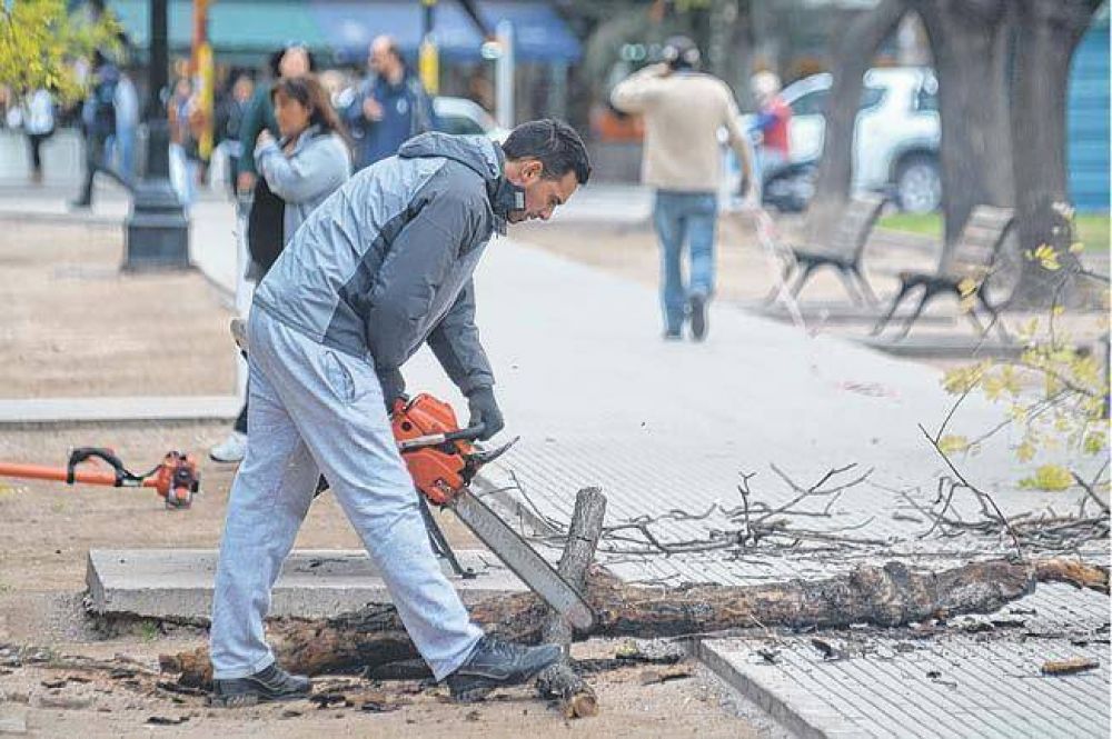 Avanza una amplia intervenci�n de todo el arbolado p�blico urbano