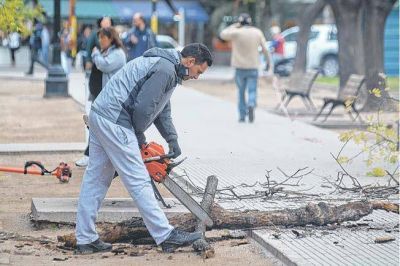Avanza una amplia intervenci�n de todo el arbolado p�blico urbano