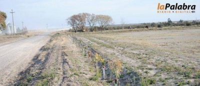 Contin�an los trabajos de forestaci�n en Bah�a San Blas y Cardenal Cagliero