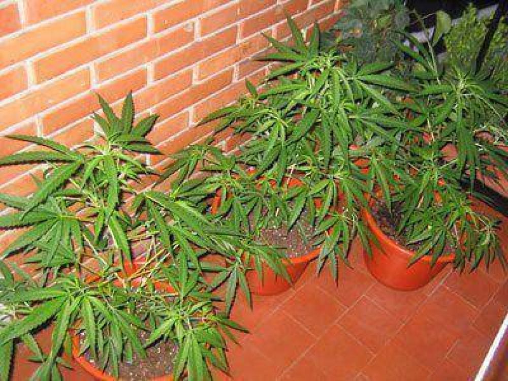 Llam� al 911 por un ladr�n y qued� presa por cultivar marihuana