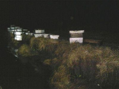 Recuperan m�s de 50 colmenas que fueron robadas hace dos a�os
