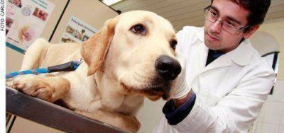 D�a del Veterinario, en Misiones hay 380 matriculados y desde el Consejo apuestan a la formaci�n permanente