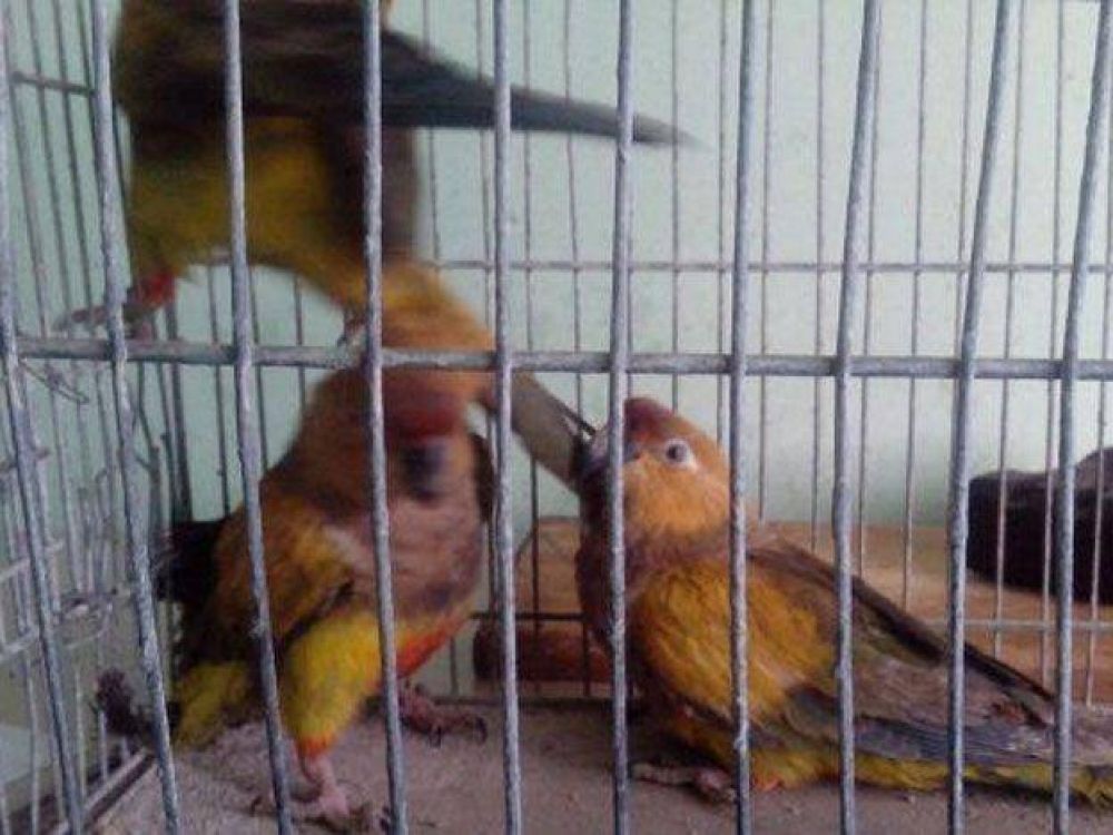 Detuvieron a un hombre que pintaba loros con colores llamativos para venderlos como especies ex�ticas