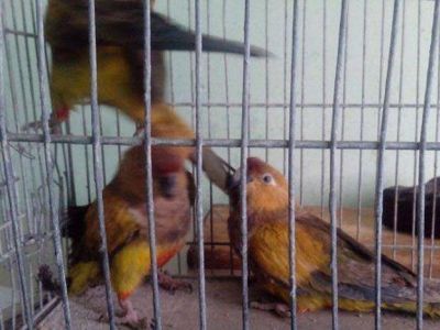 Detuvieron a un hombre que pintaba loros con colores llamativos para venderlos como especies ex�ticas