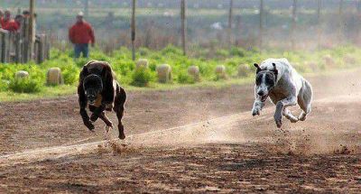 Avanza la ley que proh�be las carreras de perros