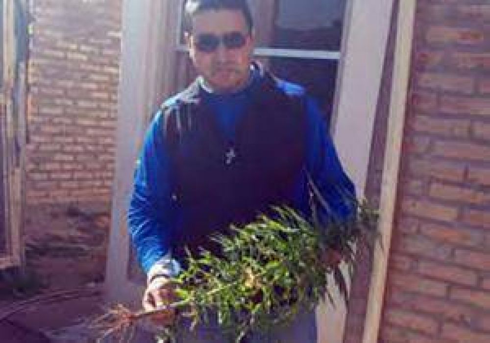 Van por armas y dan con 74 plantas de marihuana en una casa