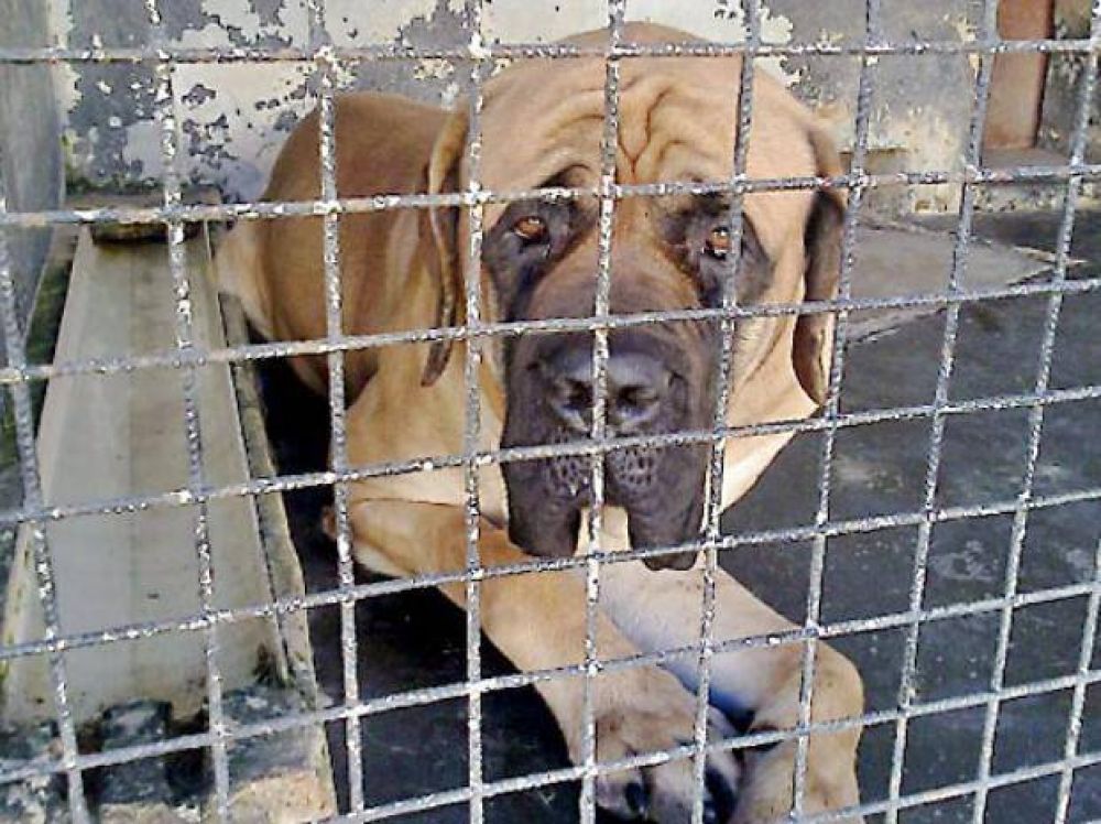 Una mujer perdi� un brazo tras ser ferozmente atacada por un perro �peligroso�
