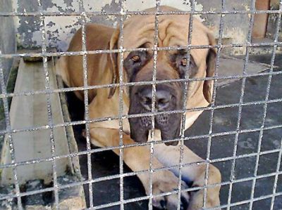 Una mujer perdi� un brazo tras ser ferozmente atacada por un perro �peligroso�
