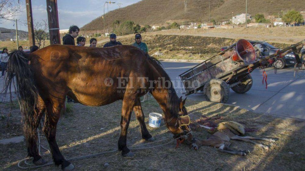 Salvaje: un frutero llevaba el carro tan cargado que hizo parir a una yegua
