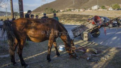 Salvaje: un frutero llevaba el carro tan cargado que hizo parir a una yegua