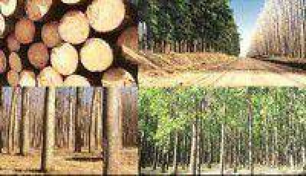Buscan fortalecer la produccin foresto-industrial