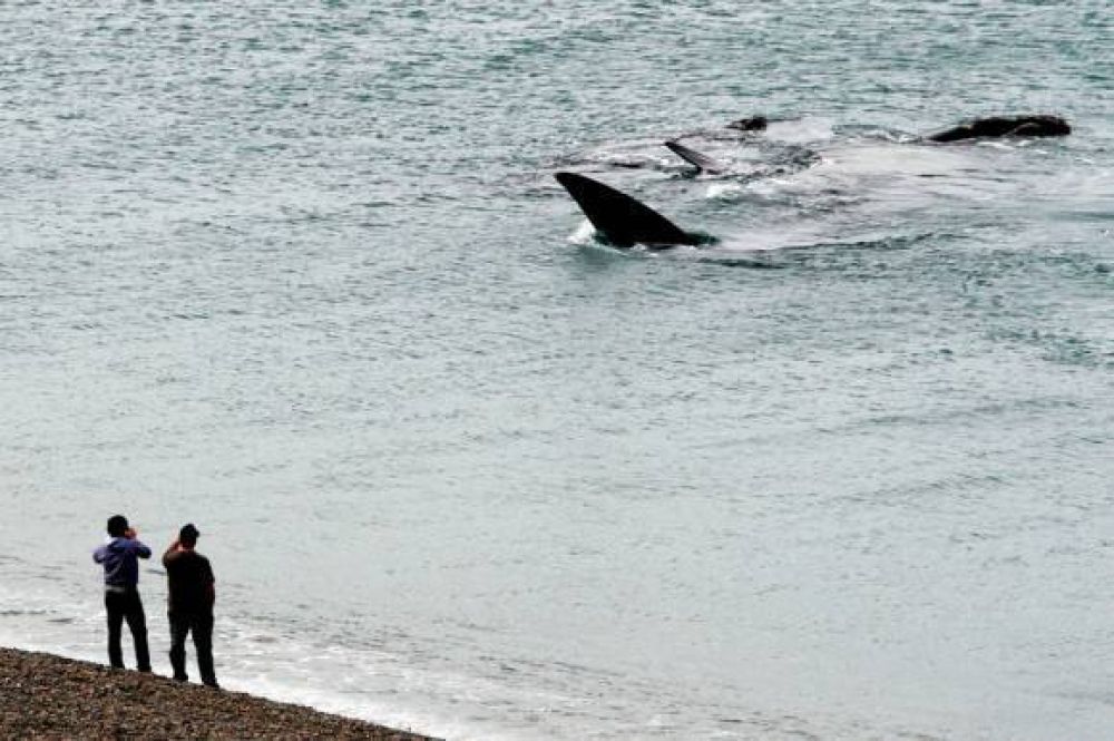 Maravilloso espect�culo de un grupo de ballenas frente a nuestras costas