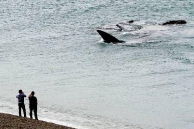 Maravilloso espect�culo de un grupo de ballenas frente a nuestras costas