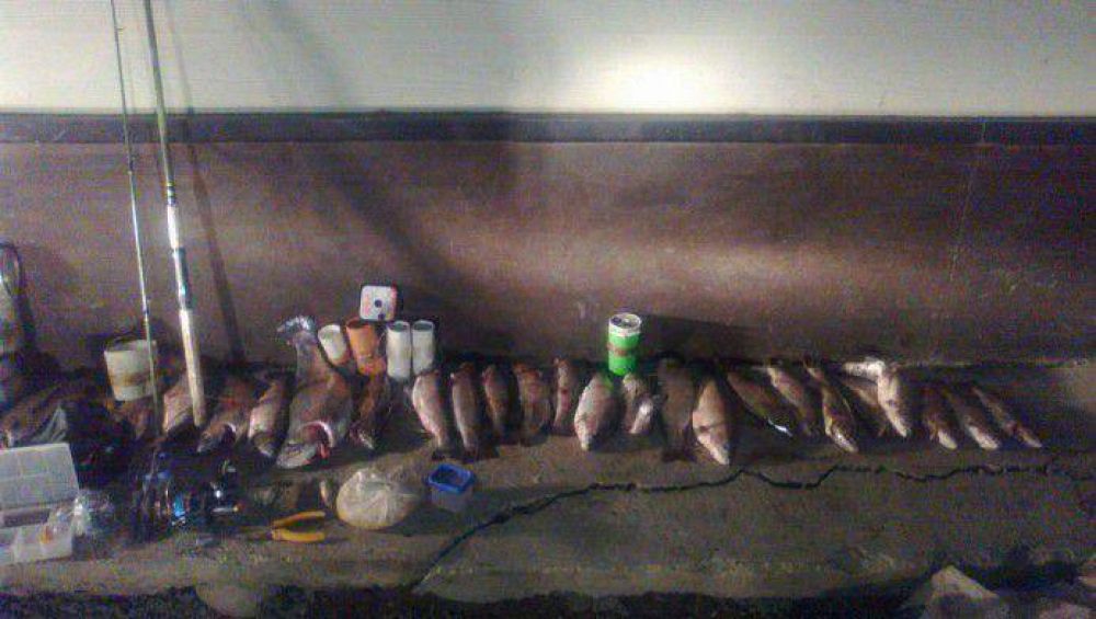 Secuestran m�s de 80 kilos de trucha producto de pesca furtiva
