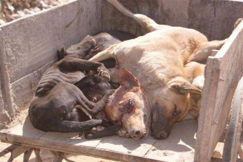 Tolhuin: Masivo envenenamiento de perros preocupa a las autoridades