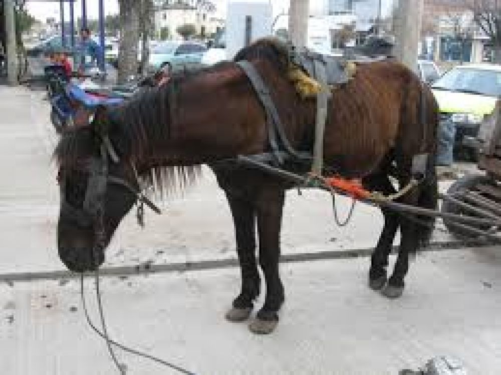 Piden que se condene a los due�os que maltratan a sus animales
