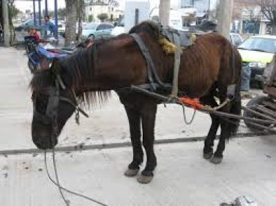 Piden que se condene a los due�os que maltratan a sus animales