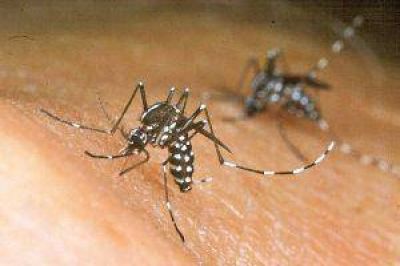 Aconsejan tomar recaudos ante la aparici�n de casos de Chikungunya