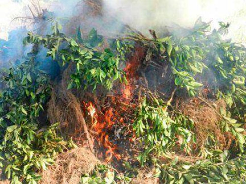 Para prevenir el ingreso de HLB a Entre Ros, quemaron 4.500 plantas ctricas